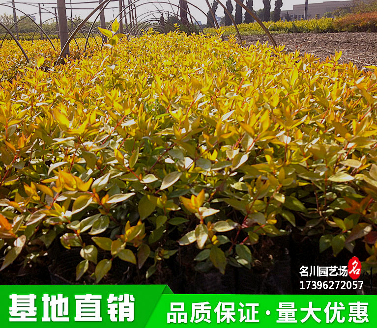 成都花境彩叶观花观叶灌木种植批发基地_大花六道木球价格_公园彩叶绿篱植物报价_名川园艺