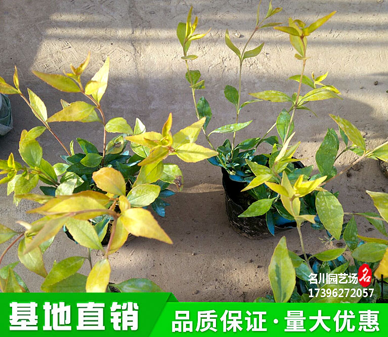 大花六道木批发种植基地_金叶六条木灌木报价_