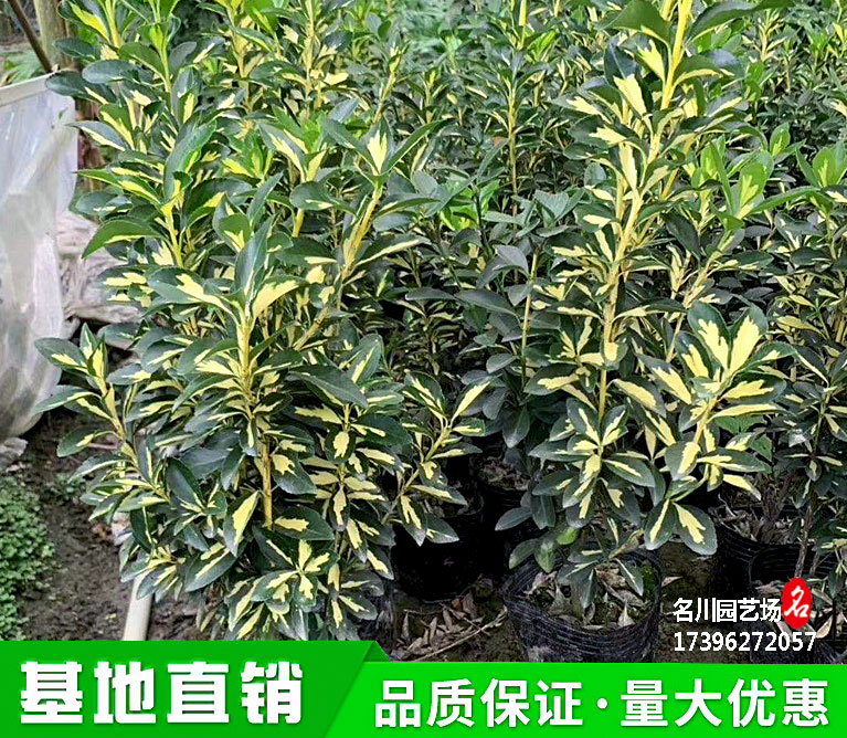 贵州金心黄杨小苗批发价格_公园灌木苗种植基地_花境地被植物_供应园林绿化景观苗木