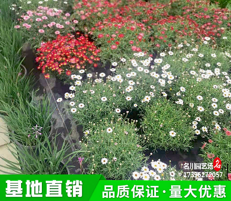 成都格兰黛丝玛格丽特种植基地_格兰黛丝盆花报价_玛格丽特新品种价格_花境草花批发